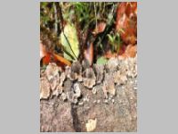 Gemeiner Spaltblättling1